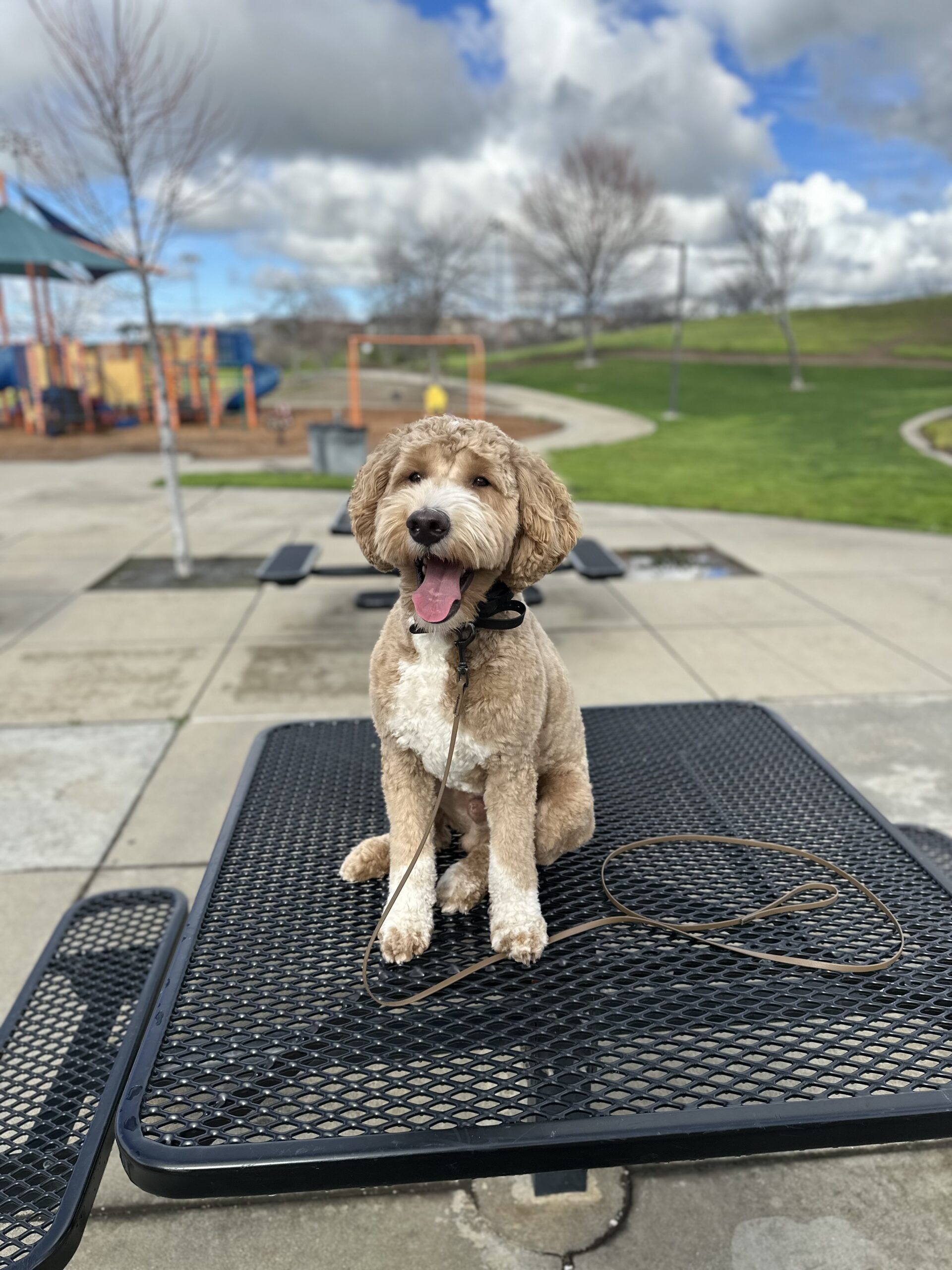 Ralphie on a table